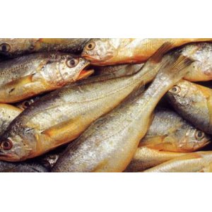 大黄鱼500G