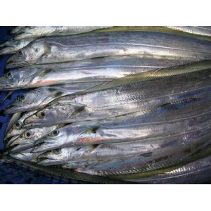 带鱼500g